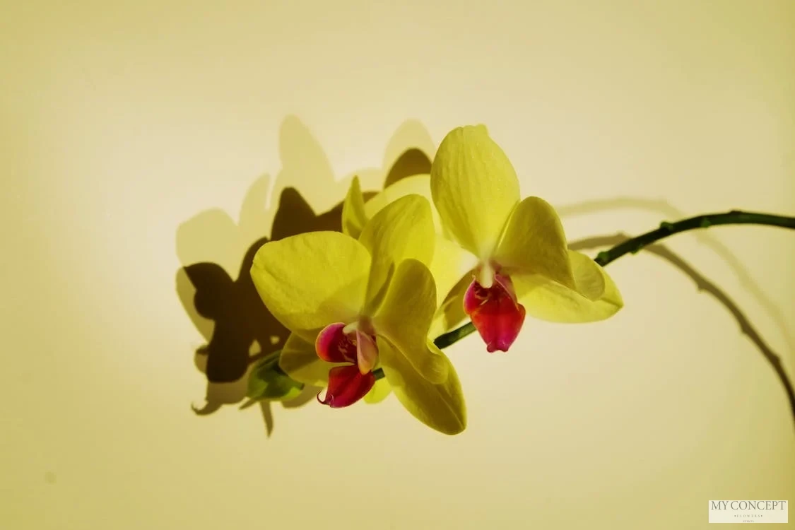 Doğanın Zarif Sanatı Orkideler